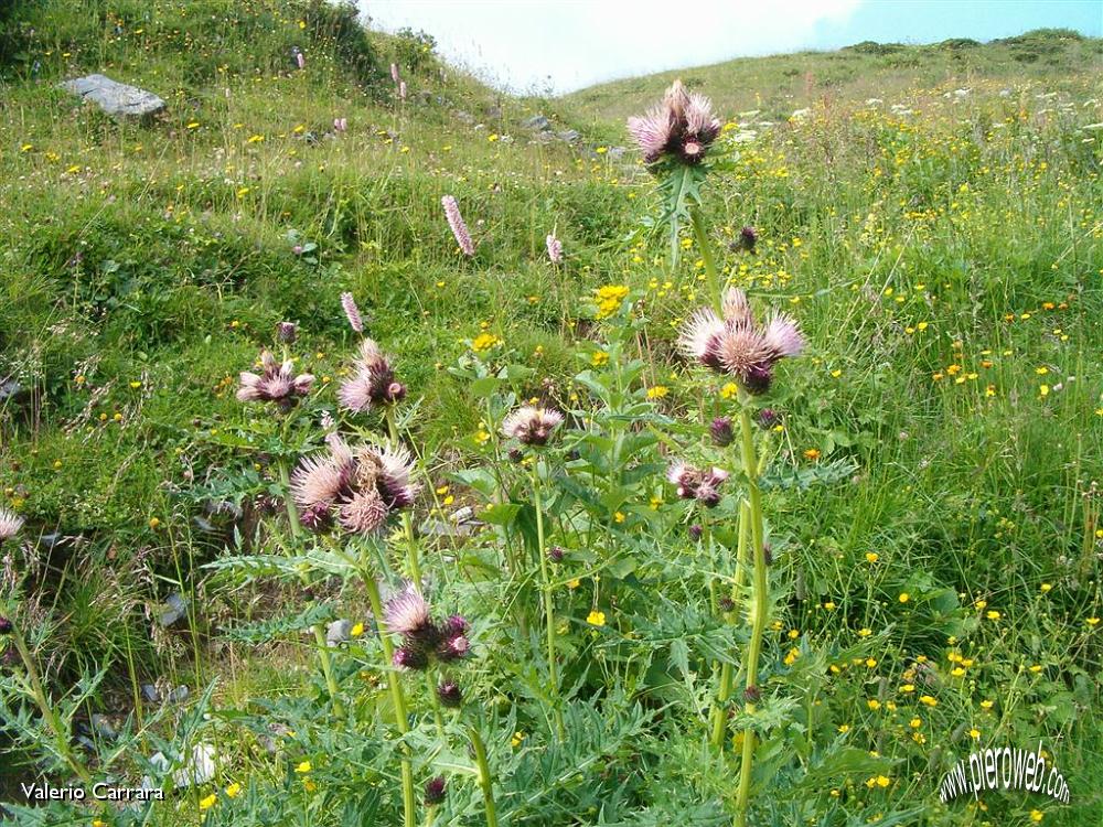 Tanti altri fiori sempre nella conca dei Campelli (6).jpg